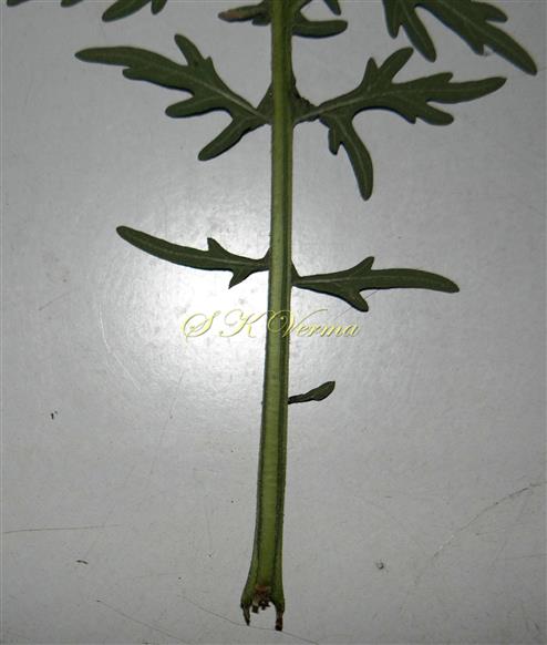  Petiole